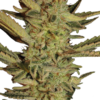 Bubble Gum Serious Seeds