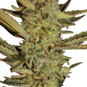 Bubble Gum Serious Seeds