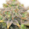 CBD-Warlock Serious Seeds