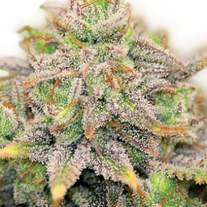 CBD-Warlock Serious Seeds