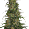 CBD-Chronic Serious Seeds