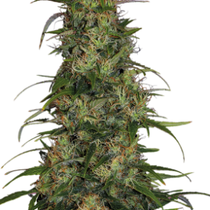 CBD-Chronic Serious Seeds