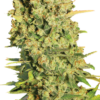 Chronic Serious Seeds