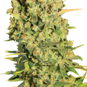 Chronic Serious Seeds