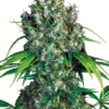 Double Dutch Serious Seeds