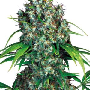 Double Dutch Serious Seeds