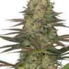 Seriosa Serious Seeds