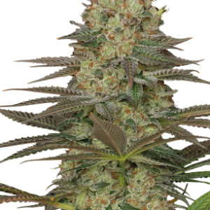 Seriosa Serious Seeds