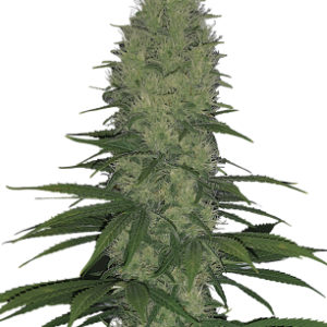 Serious Happiness Serious Seeds