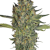Serious Kush Serious Seeds