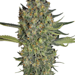Serious Kush Serious Seeds
