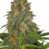 Strawberry AK Serious Seeds
