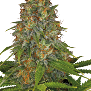 Strawberry AK Serious Seeds