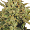 Warlock Serious Seeds