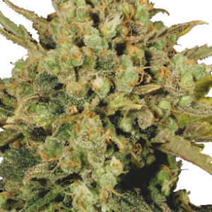 Warlock Serious Seeds