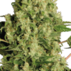 White Russian Serious Seeds