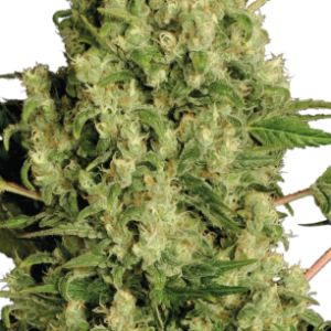 White Russian Serious Seeds