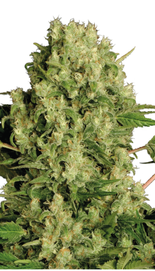 White Russian Serious Seeds