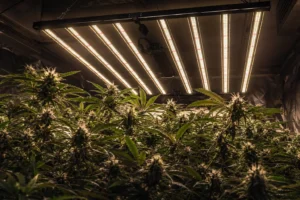 como elegir foco led para cultivo
