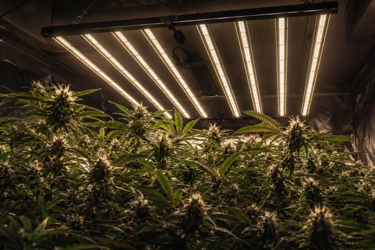 como elegir foco led para cultivo