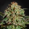 A.M.S. Green House Seeds
