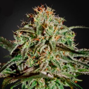 A.M.S. Green House Seeds