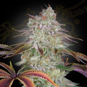 AlienZ Green House Seeds