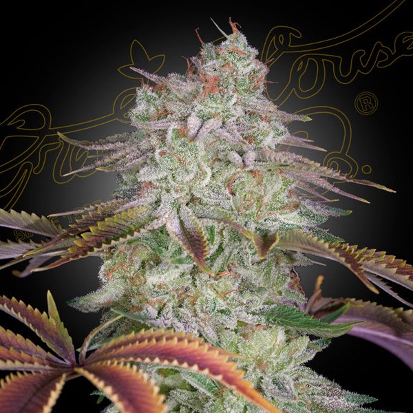 AlienZ Green House Seeds