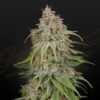 GH Amnesia Green House Seeds