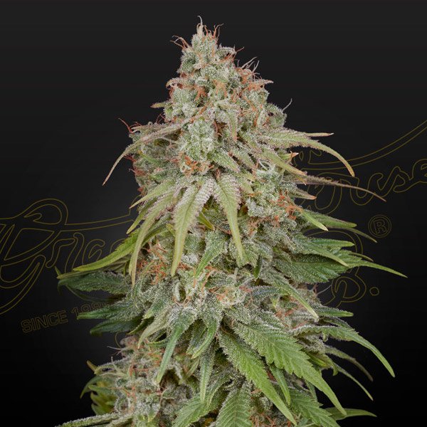 GH Amnesia Green House Seeds