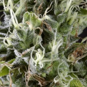 Arjan's Haze 3 Green House Seeds