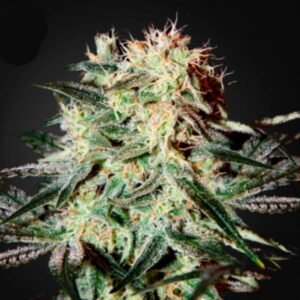 Arjan's Strawberry Haze Green House Seeds
