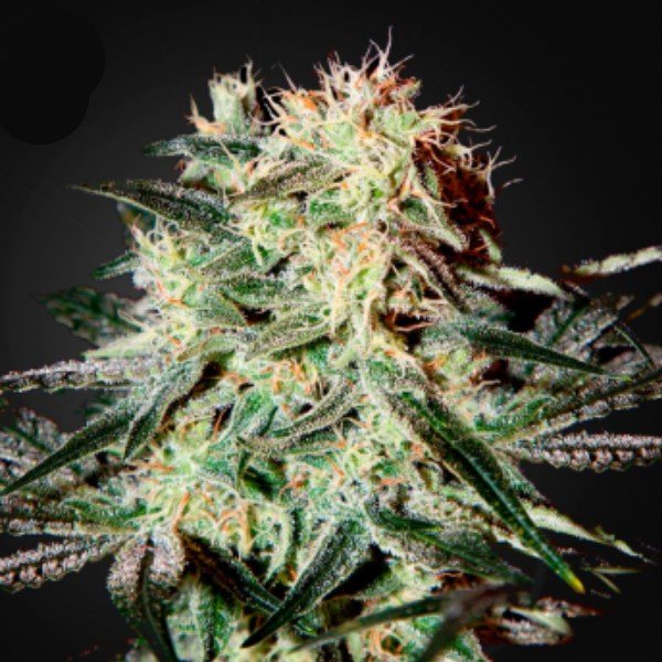 Arjan's Strawberry Haze Green House Seeds