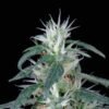 Arjan's Ultra Haze 1 Green House Seeds