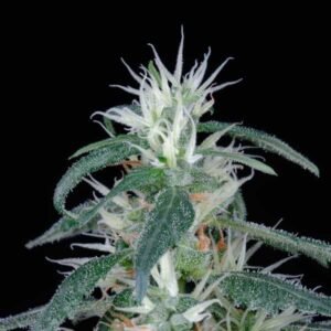 Arjan's Ultra Haze 1 Green House Seeds