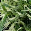Arjan's Ultra Haze 2 (Mango Haze) Green House Seeds