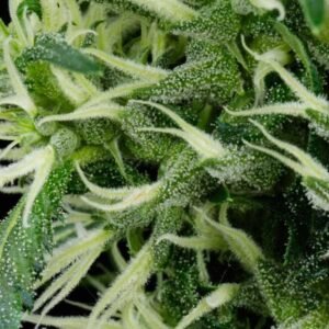 Arjan's Ultra Haze 2 (Mango Haze) Green House Seeds