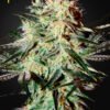 Arjan's Strawberry Haze Green House Seeds