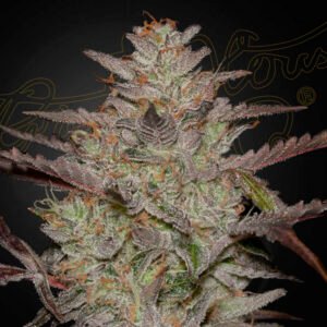 AlienZ Auto Green House Seeds