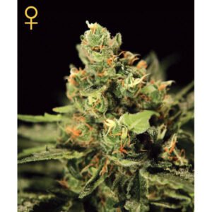Big Bang Auto Green House Seeds