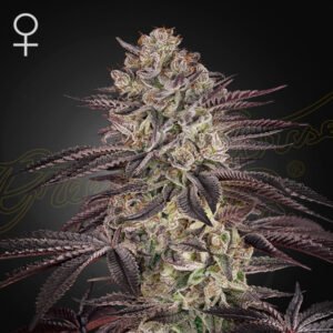 Biscotti Auto Green House Seeds