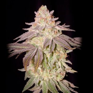 Black Toffee Auto Green House Seeds
