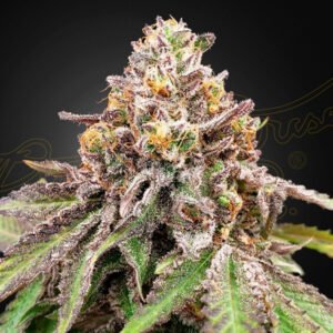 Blue Haze x Gelato 41 Auto Green House Seeds