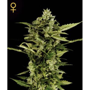 Auto-Bomb Green House Seeds