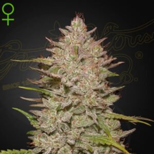Chemical Candy Auto Green House Seeds