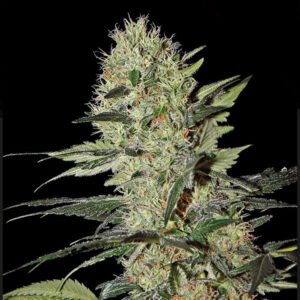 Exodus Cheese Auto Green House Seeds