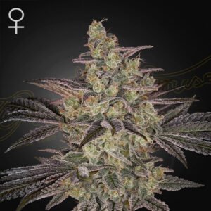 Frosted Guava Auto Green House Seeds