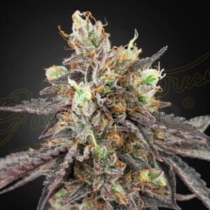 Gelato 41 x Gelato 41 Auto Green House Seeds