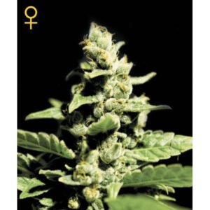 Green-O-Matic Auto Green House Seeds