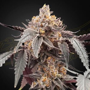 Guava x Gelato 41 Auto Green House Seeds